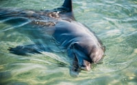 From Perth, 4 Day Outback & Coastal Tour with German Guide - Housity