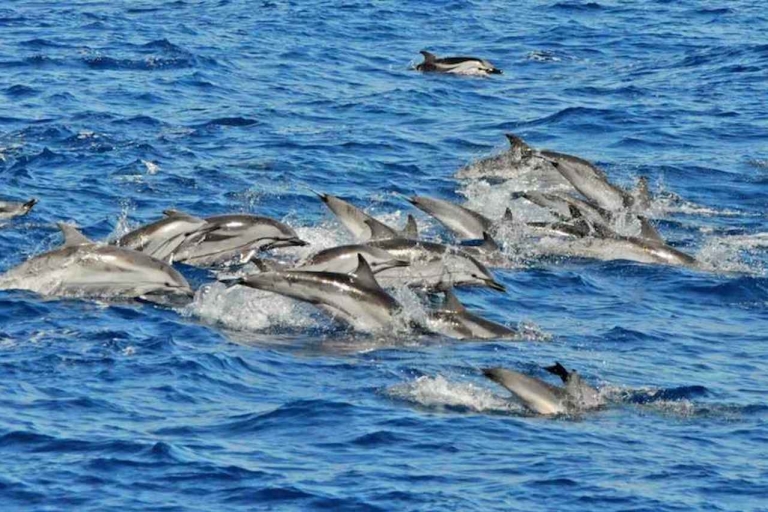 Puerto Rico : 4 h Premium-Delfin-Katamaran-Tour