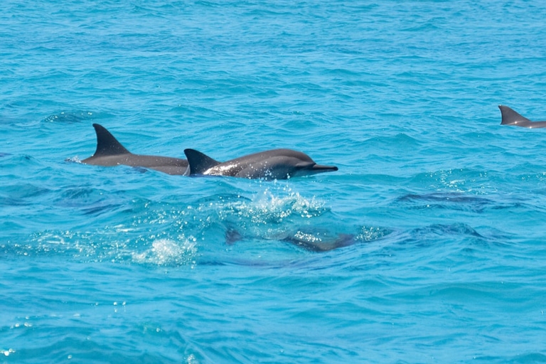 Santa Eulalia: Jetskitour met optionele dolfijnzoektochtJetski-tour van 1 uur - 1 persoon op jetski