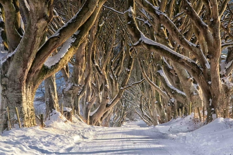 Game of Thrones: Filming Locations Tour - from Belfast One Participant — from Belfast - With Hodor