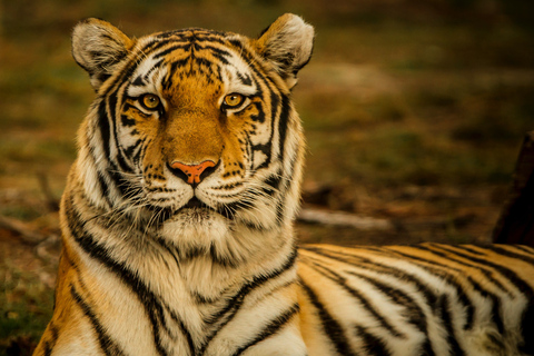 Katmandou : 3 jours de safari dans la jungle, la culture et la vie sauvage