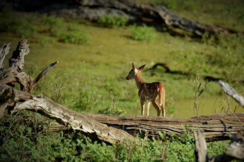 Katmandou : 3 jours de safari dans la jungle, la culture et la vie sauvage
