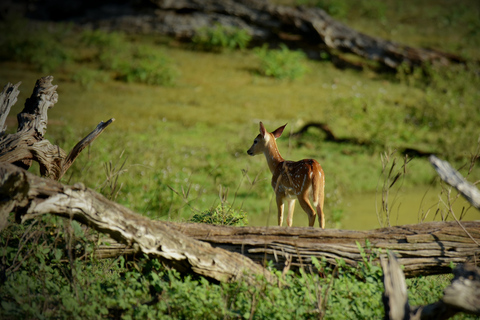 Kathmandu: 3-Day Wildlife, Culture and Jungle Safari Tour