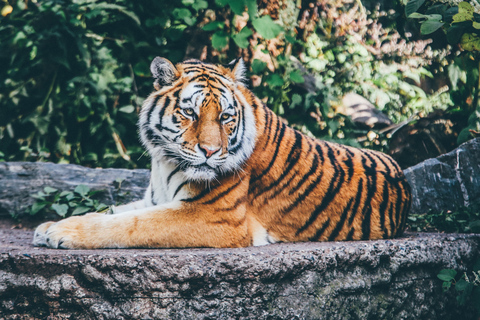 Katmandu: 3-dagarstur med djurliv, kultur och djungelsafari