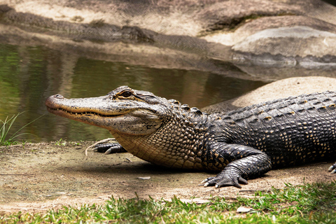 Kathmandu: 3-Day Wildlife, Culture and Jungle Safari Tour