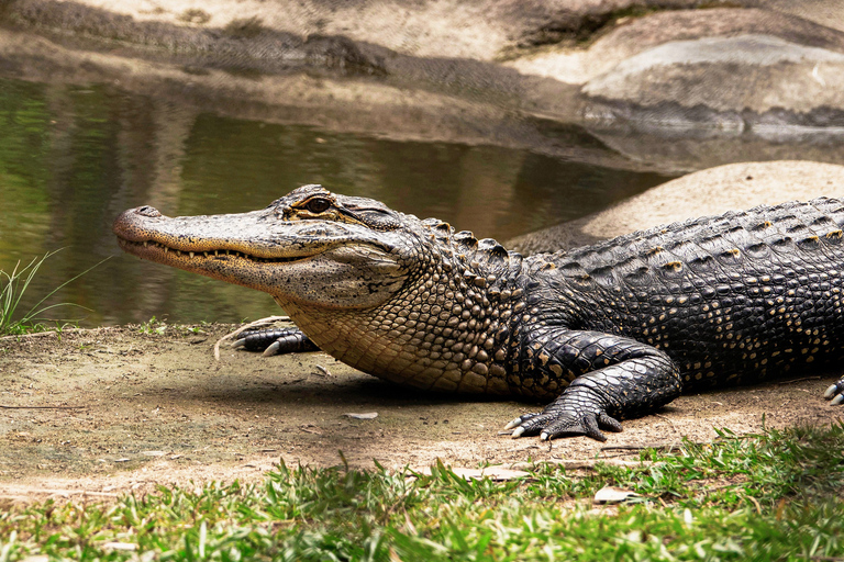 Kathmandu: 3-Day Wildlife, Culture and Jungle Safari Tour