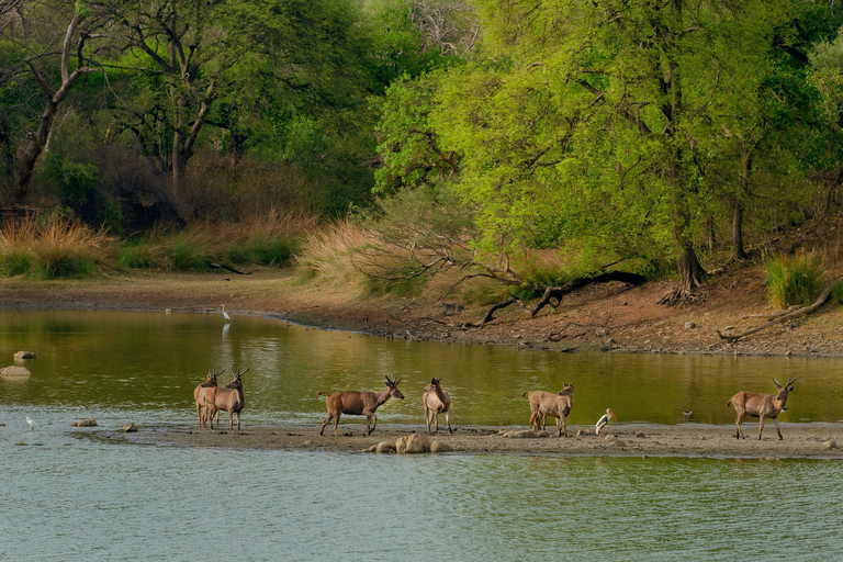 Kathmandu: 3-Day Wildlife, Culture and Jungle Safari Tour