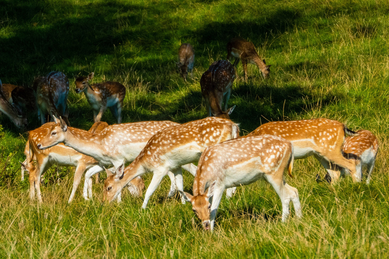 Katmandou : 3 jours de safari dans la jungle, la culture et la vie sauvage