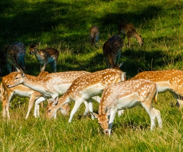 Kathmandu: 3-Day Wildlife, Culture and Jungle Safari Tour