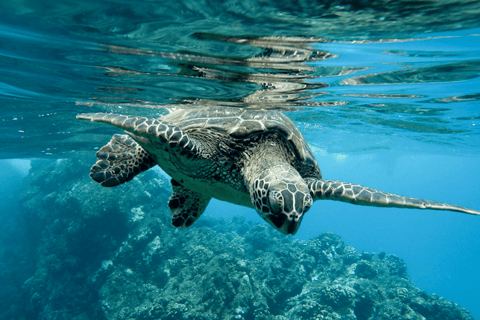 Excursions de pêche à Zante