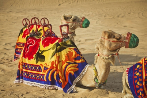Agadir ou Taghazout : Randonnée à dos de chameau et visite de la rivière FlamingoDepuis Agadir