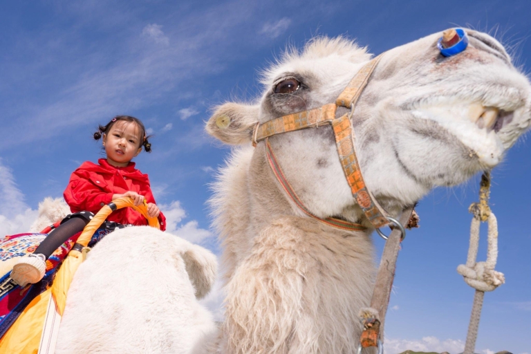 Agadir or Taghazout: Camel Riding and Flamingo River Tour From Agadir