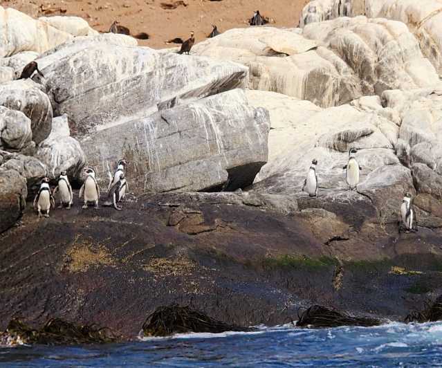 Pinguini che guardano l'isola di Cachagua - Zapallar da Valparaiso