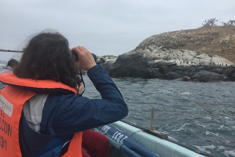 Pingwiny obserwujące wyspę Cachagua - Zapallar z ValparaisoPingwiny obserwujące wyspę Cachagua - Zapallar Z VALPARAISO