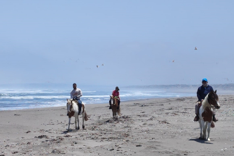 Lunch, Birdwatching in Wetlands &amp; Horse Ride from Valparaíso