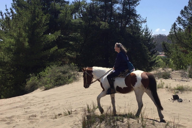 Lunch, Birdwatching in Wetlands &amp; Horse Ride from Valparaíso