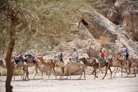 Camel Ranch Eilat