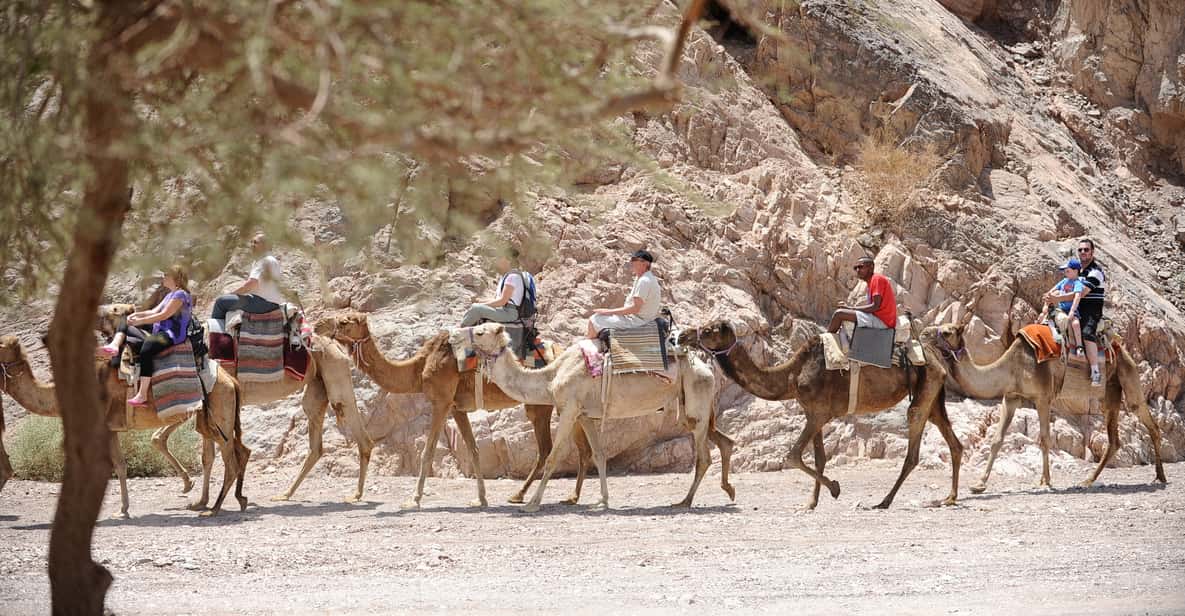 Camel Ranch Eilat | GetYourGuide