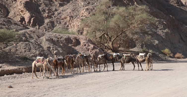 Camel Ranch Camel Ranch Eilat | GetYourGuide