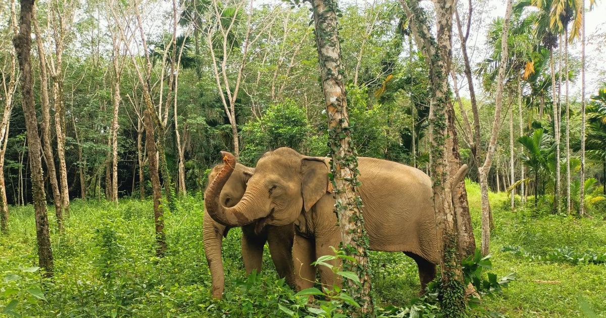 Phuket: Elephant Sanctuary,Cooking Class and Waterfall Tour | GetYourGuide