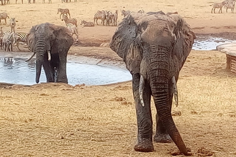 Au départ de Nairobi : Excursion de deux jours dans le parc national d'Amboseli