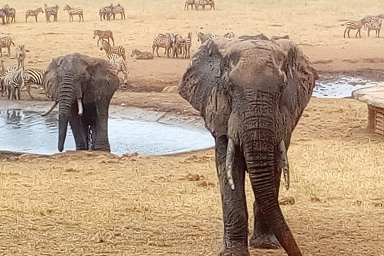 Au départ de Nairobi : Excursion de deux jours dans le parc national d'Amboseli