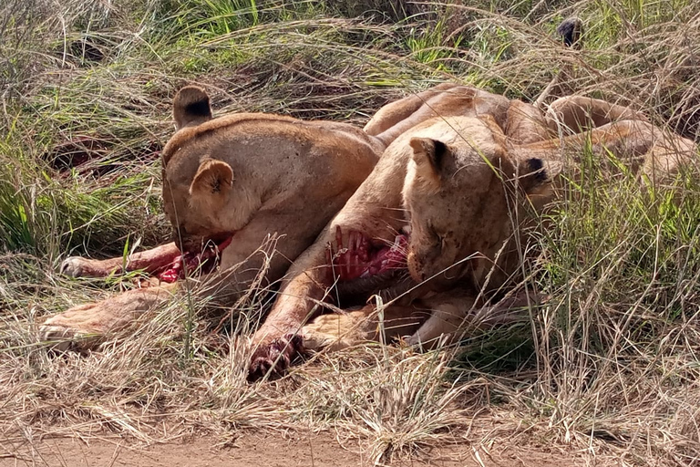 Z Nairobi: 2-dniowa wycieczka do Parku Narodowego Amboseli