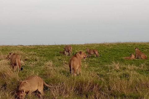 Au départ de Nairobi : Excursion de deux jours dans le parc national d'Amboseli