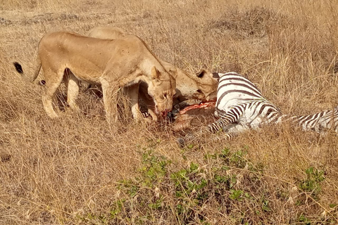 Z Nairobi: 2-dniowa wycieczka do Parku Narodowego Amboseli