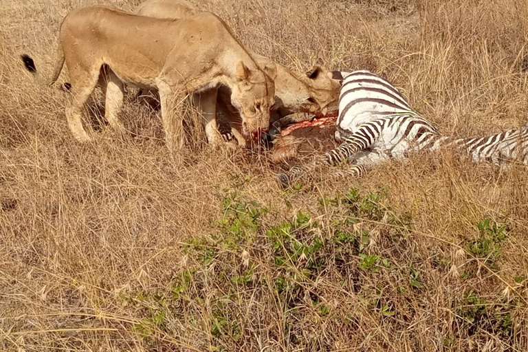 Z Nairobi: 2-dniowa wycieczka do Parku Narodowego Amboseli