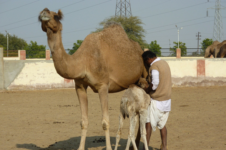 8 - Tage Wüstentour in Jodhpur, Jaisalmer und Bikaner