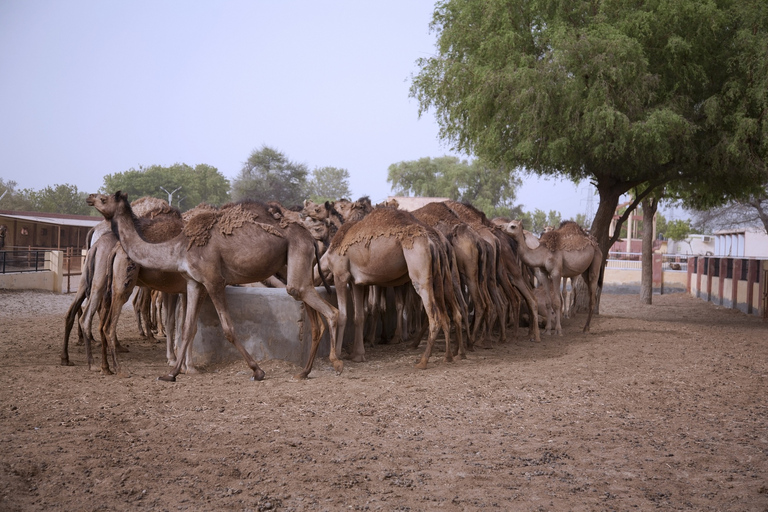 8 - Days Desert Tour of Jodhpur, Jaisalmer and Bikaner