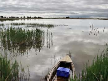 Birdwatching in the Ebro Delta