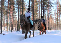 Levi, Tours de lumières polaires, équitation dans une forêt enneigée - Hizvo