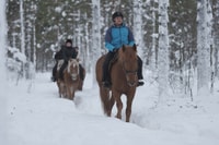 Levi, Tours de lumières polaires, équitation dans une forêt enneigée - Hizvo