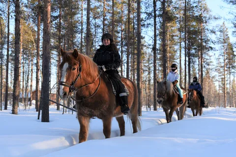Levi: Paseo por el Bosque Nevado y Recorridos por las Luces Polares