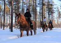 Levi, Tours de lumières polaires, équitation dans une forêt enneigée - Hizvo