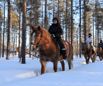 Levi: Snowy Forest Ride och Polar Lights Tours
