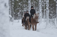 Levi, Tours de lumières polaires, équitation dans une forêt enneigée - Hizvo
