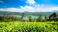 Kandy To Nuwara Eliya Drop Tour di Tuk Tuk Sri Lanka - Hizvo