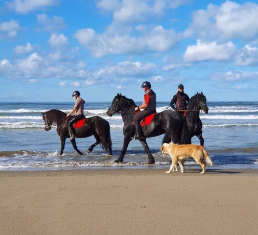 Visit Durres: Horseback Riding Tour from Forest to the Coast in Saranda, Albania