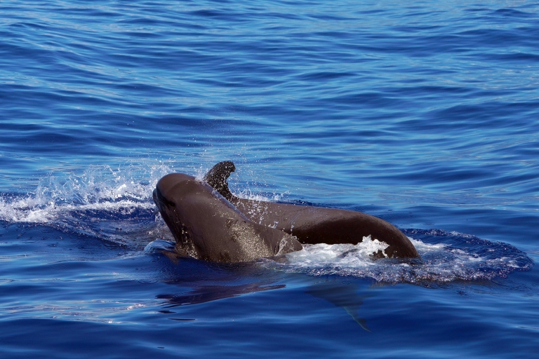 From Funchal: Dolphin and Whale Watching Catamaran Cruise 12:00 PM