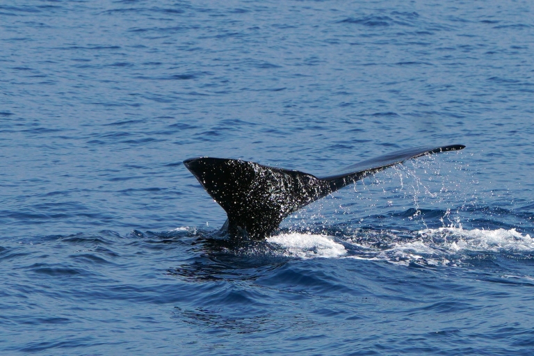Z Funchal: rejs katamaranem z obserwacją delfinów i wielorybów