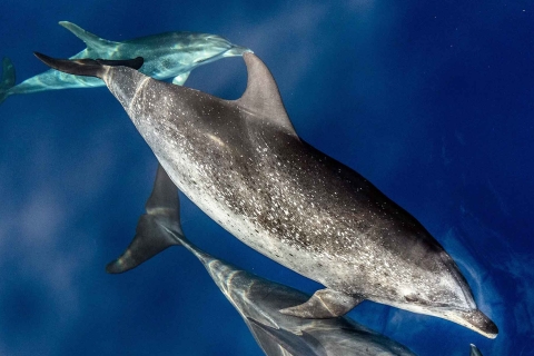 Z Funchal: rejs katamaranem z obserwacją delfinów i wielorybów14:00