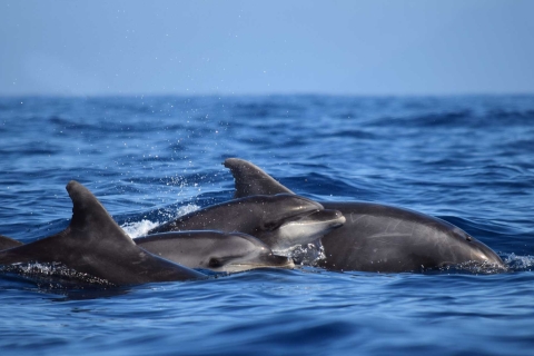 Desde Funchal: crucero en catamarán para avistamiento de delfines y ballenas