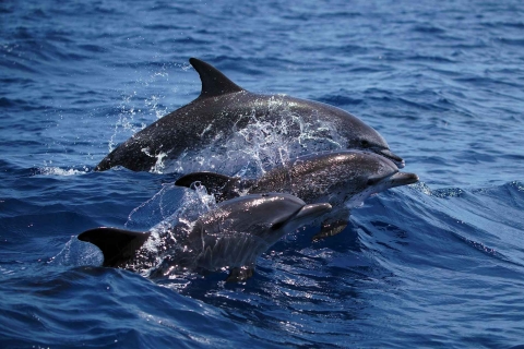 Funchal: Dolphin and Whale Watching Cruise 10 AM, 1 PM or 3:30 PM Tour