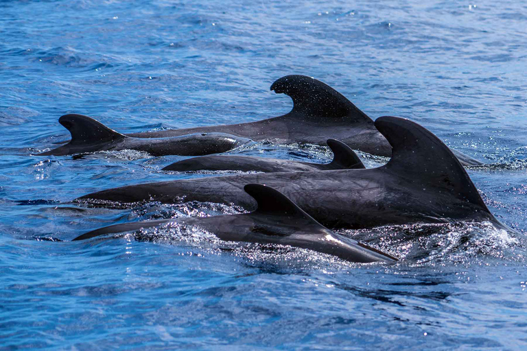 Bootstour mit Delfin- und Whale WatchingTour um 10:00 Uhr, 13:00 Uhr oder 15:30 Uhr