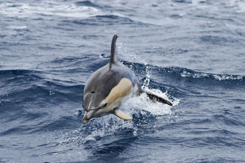 Funchal: Crucero para ver delfines y ballenas10 AM, 1 PM o 3:30 PM Tour