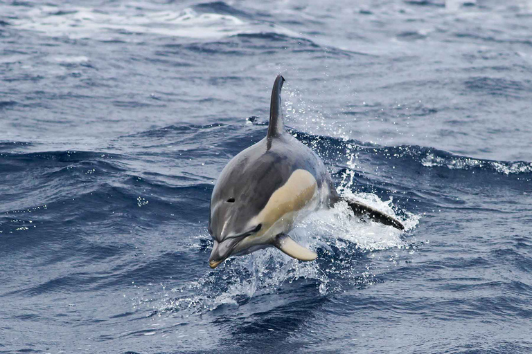 Funchal: Dolphin and Whale Watching Cruise 10 AM, 1 PM or 3:30 PM Tour