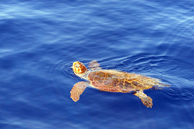 Funchal : croisière pour observer des dauphins et baleinesVisite à 10:00, 13:00 ou 15:30